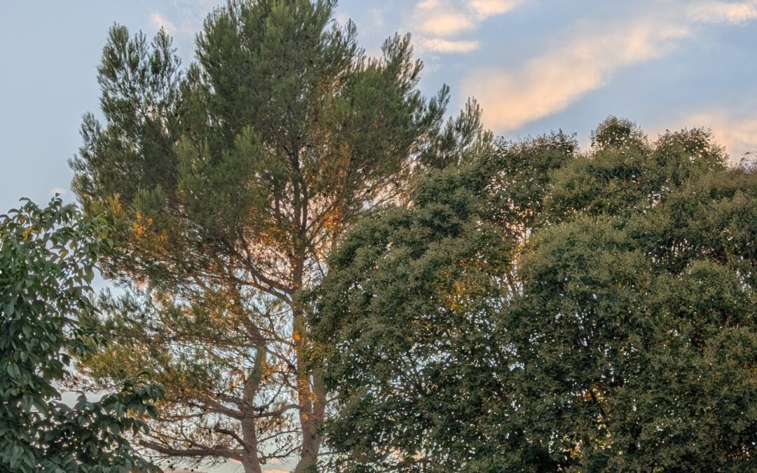 Je vous raconte pourquoi j’ai composé la chanson « Arbres »
