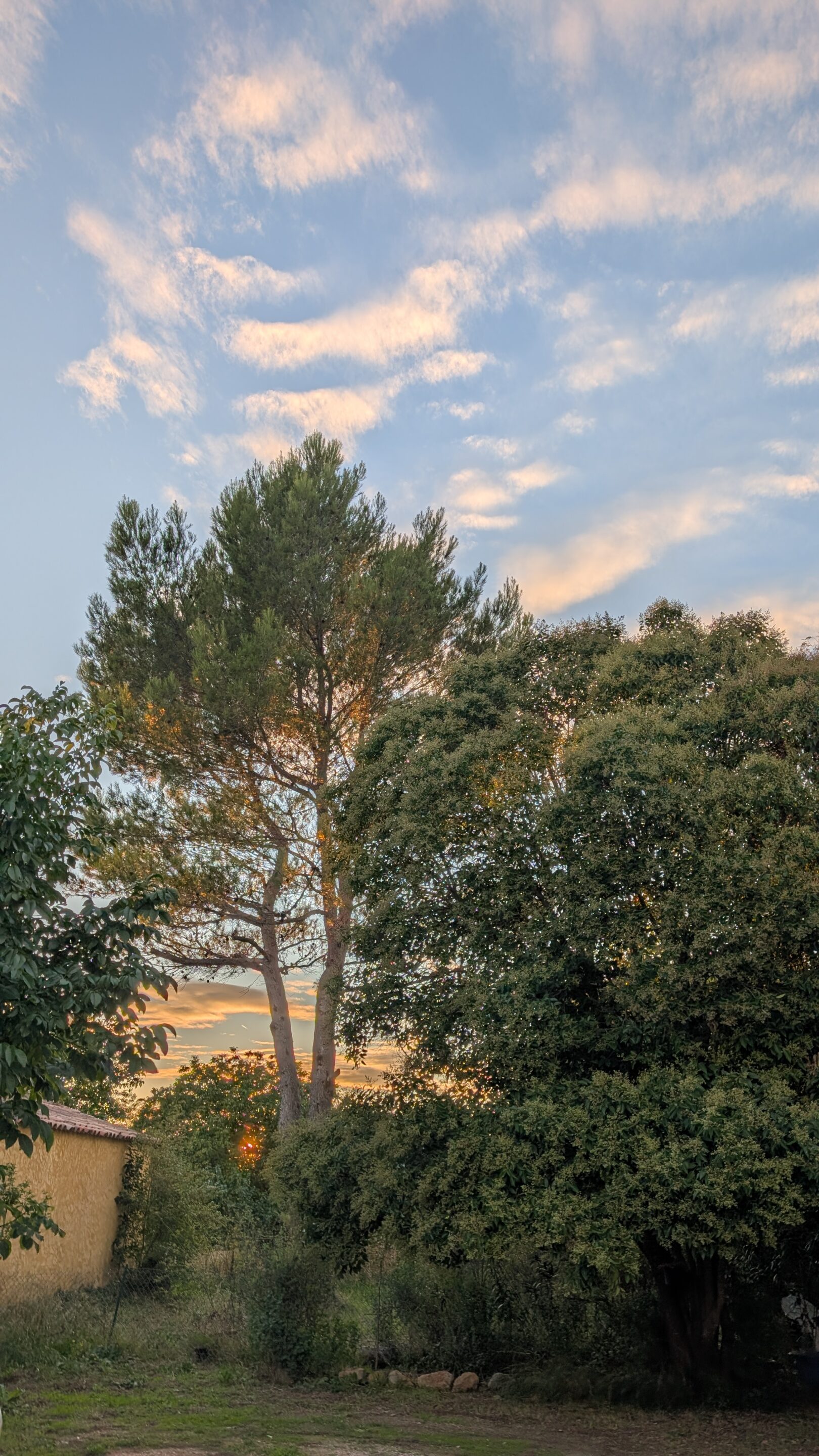 l'arbre qui a inspiré la chanson