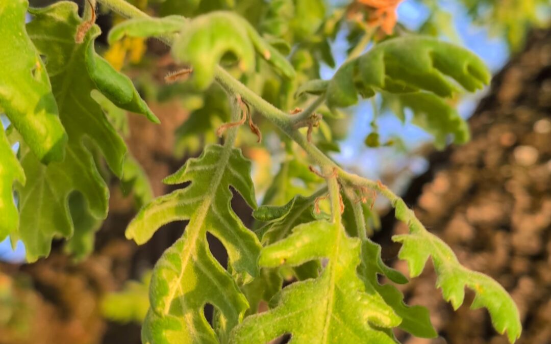 Hildegard Von Bingen, la viriditas et la voix