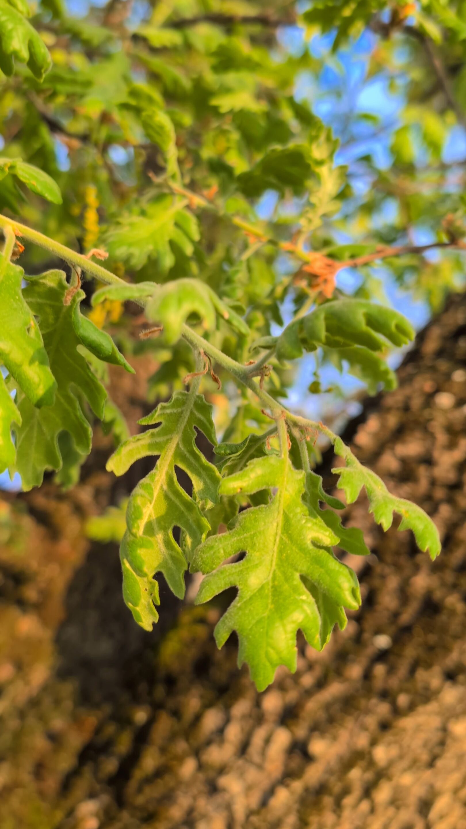 la viriditas : élan de vie