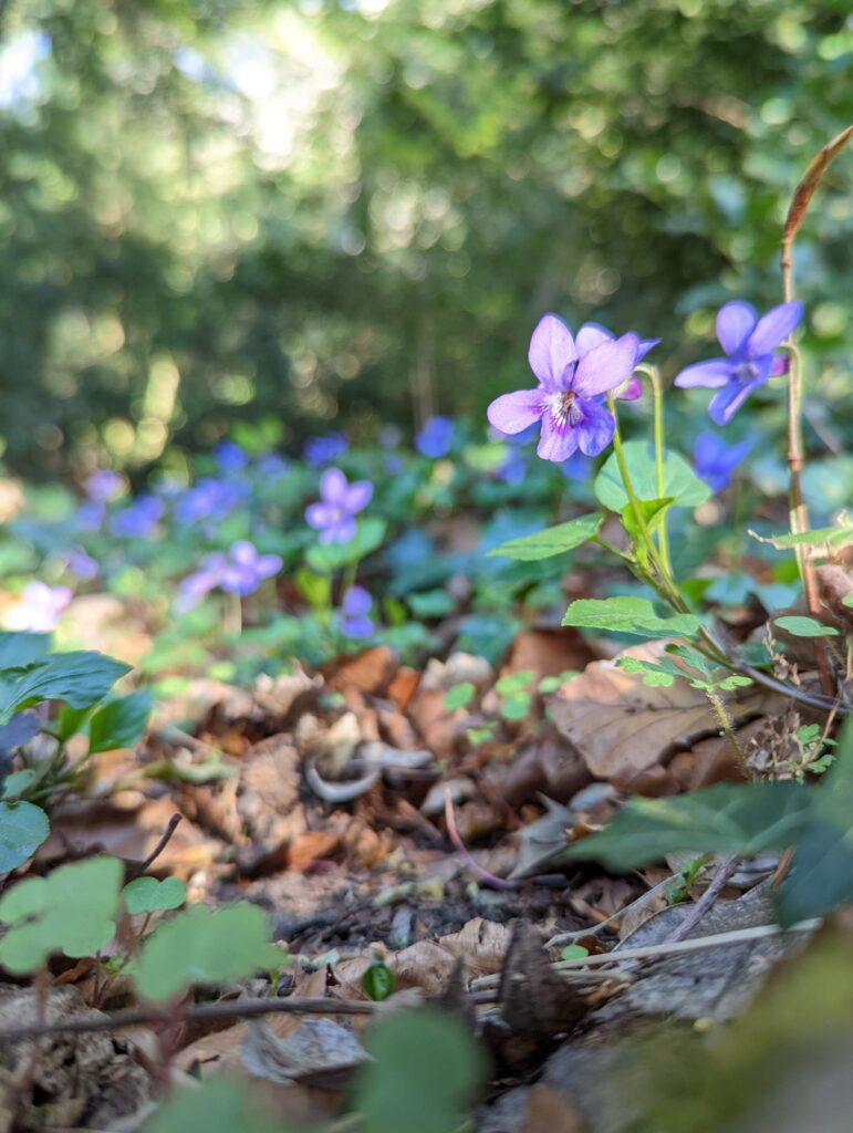 S'inspirer de la nature pour chanter