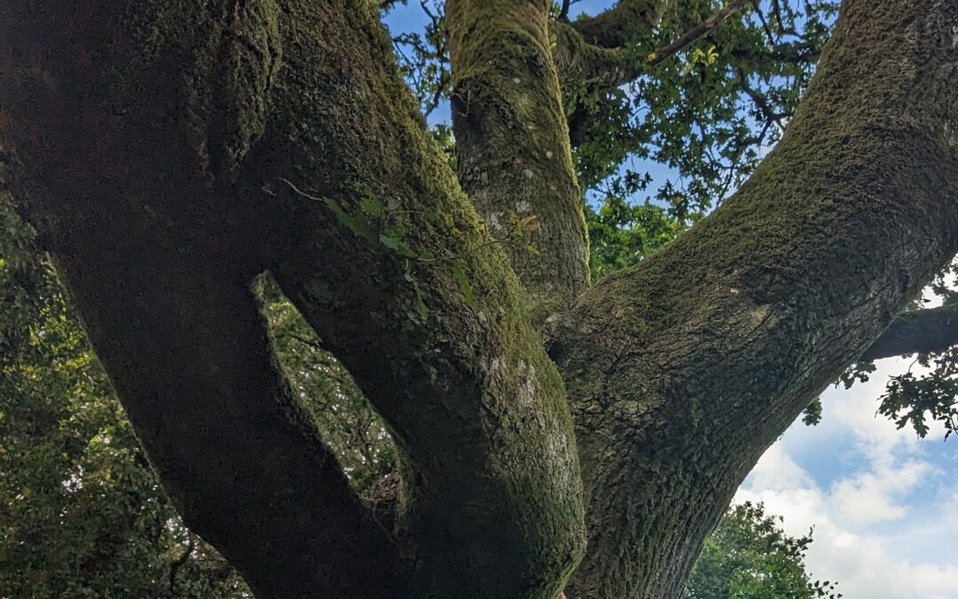 « L&rsquo;école de chant Magrini se situe à St Maximin La ste Baume … Mais où est la Ste Baume ? »
